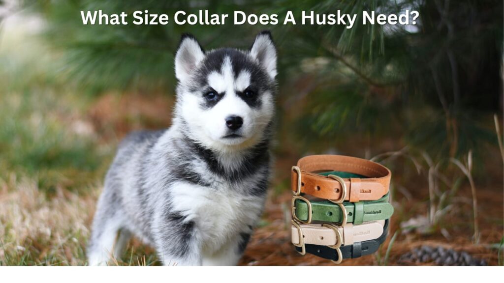 what size collar does a husky need?