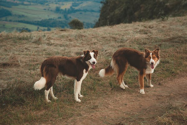 How to use a shock collar to stop barking?