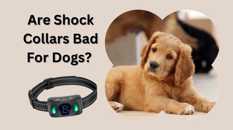 Are shock collars bad for dogs? E-Collar Training Guide In 5 Steps