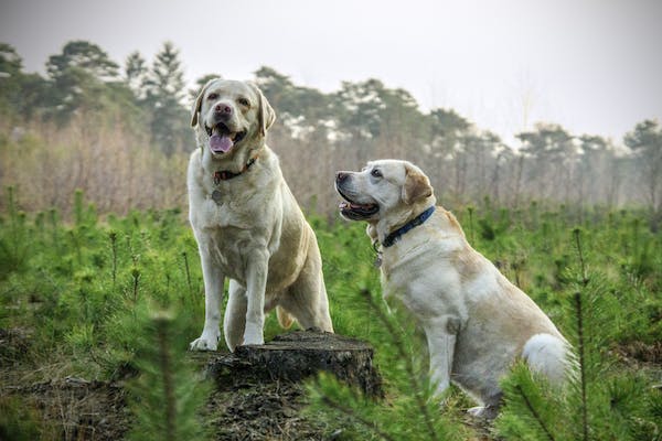 Will a bark collar teach my dog to stop barking? Dog Collar Secrets