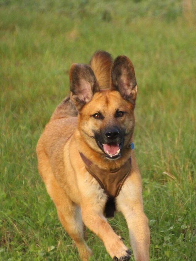 Bark Collars For Large Dogs