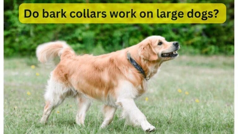 Do Bark Collars Work On Large Dogs?