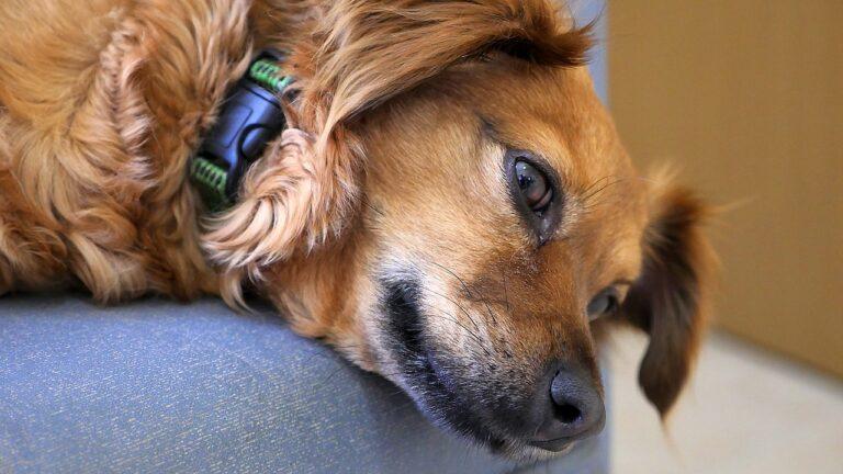 How long can you leave a bark collar on a dog?