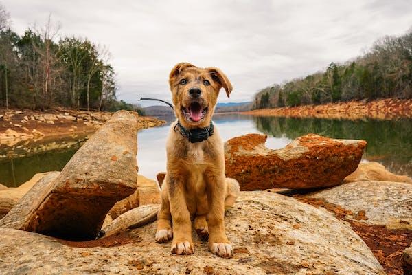 How To Stop Dog Barking Without Shock Collar?