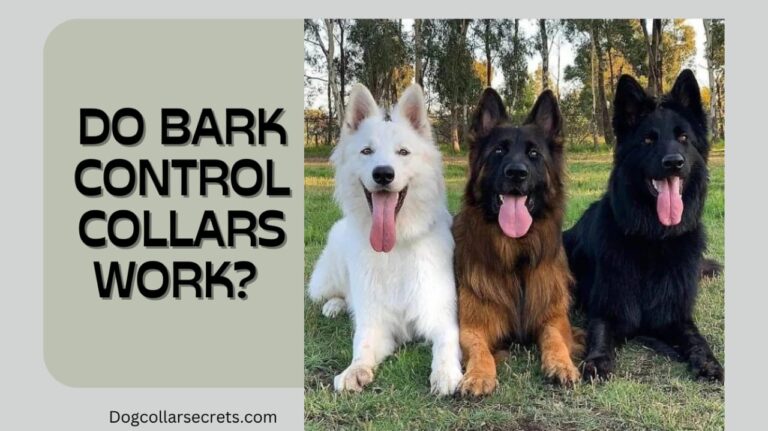 Bark Collars: Do Bark Control Collars Work?