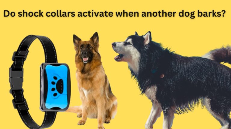 Do Shock Collars Activate When Another Dog Barks?