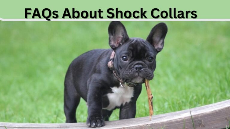 Frequently Asked Questions About Shock Collars: