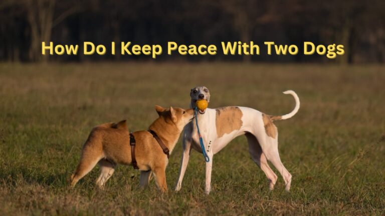 How do I keep peace with two dogs?