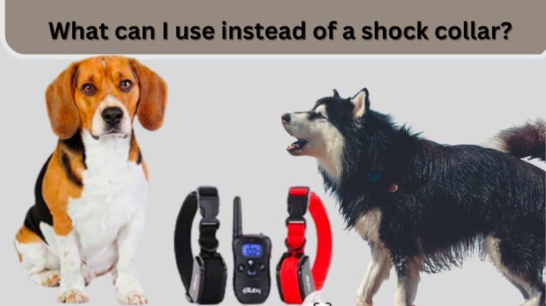 Shock Collars: What can I use instead of a shock collar?