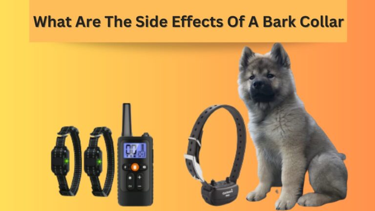 Bark Collars: What are the side effects of a bark collar?