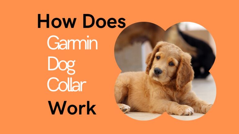 Dog Garmin Collars: How does Garmin dog collar work?