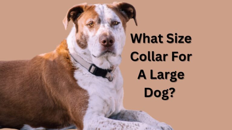 Large Dog Collar Size: What size collar for a large dog?