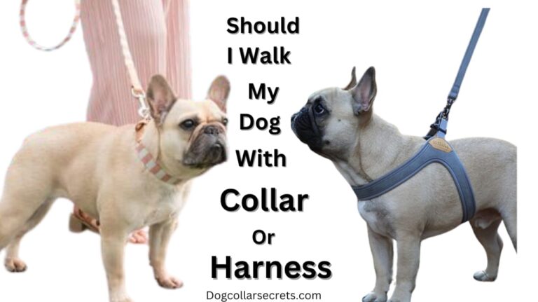 Should I walk my dog with a collar or harness?