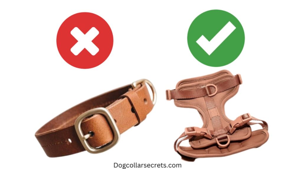 Should I Walk My Dog With a Collar or Harness?