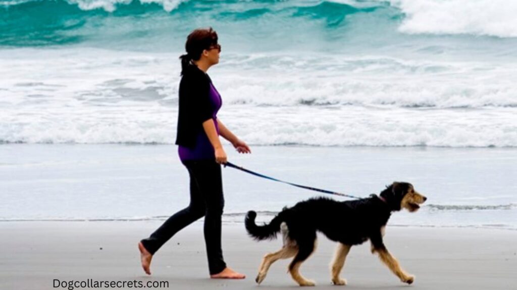 how to walk a dog without a collar?
