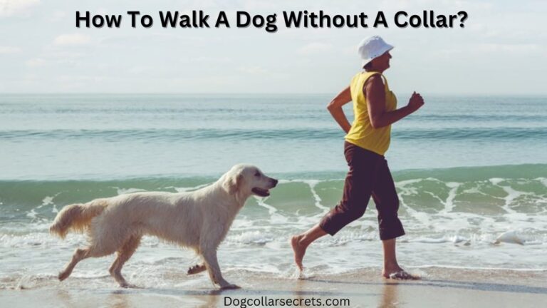 How to walk A dog without A collar?