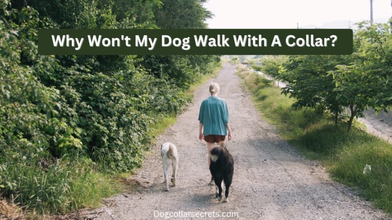 Why wont my dog walk with a collar?