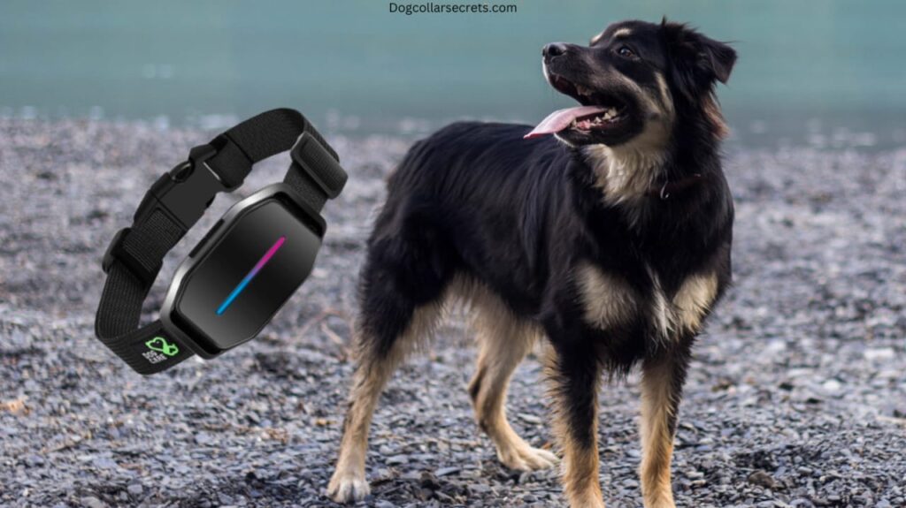 Are shock collars bad for dogs?