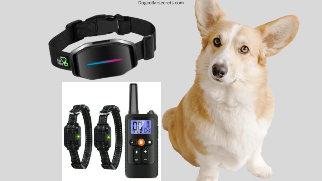 Are shock collars bad for dogs?