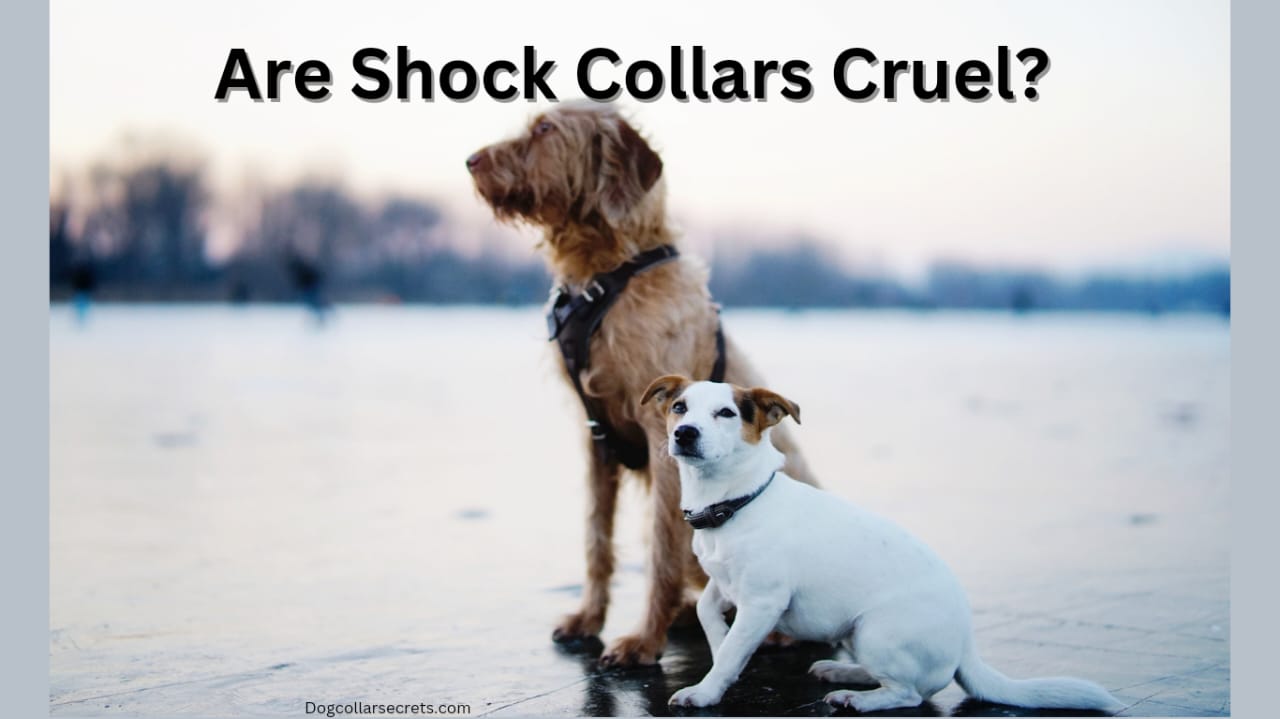 Are shock collars cruel?