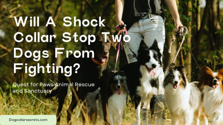 Shock Collars: Will a shock collar stop two dogs from fighting?