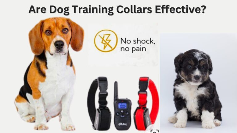 Dog Training Collars: Are Dog Training Collars Effective?