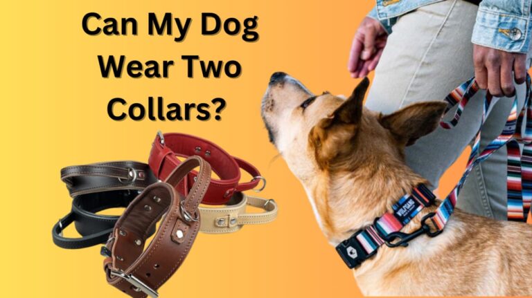 Dog Collars Guide: Can My Dog Wear Two Collars?