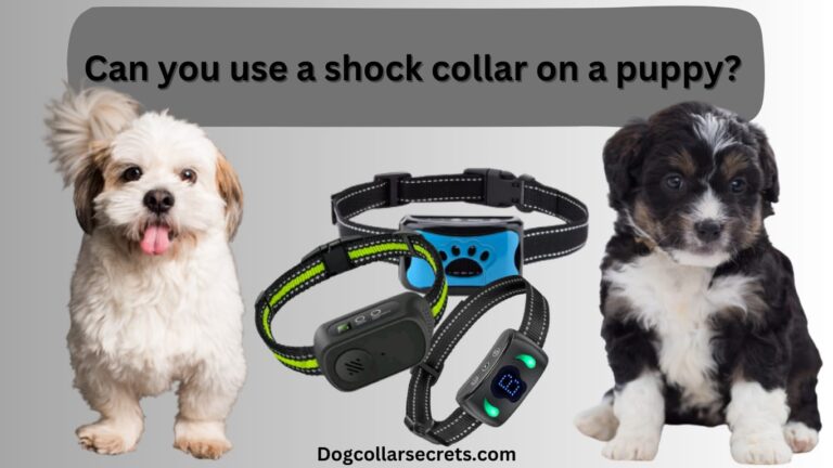 Shock Collars Guide: Can you use a shock collar on a puppy?