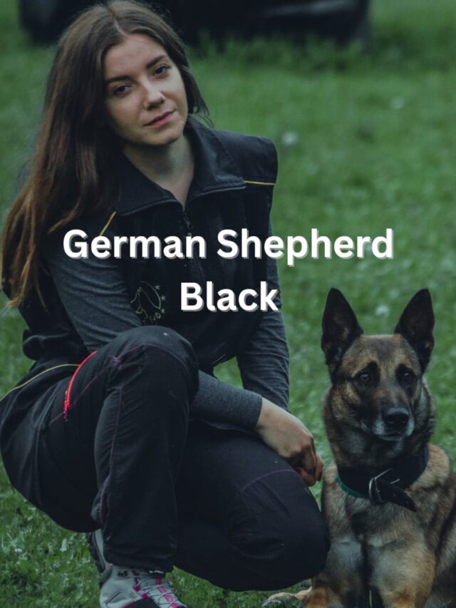 German Shepherd Black