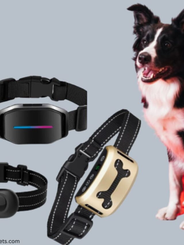 How Long Can You Leave A Bark Collar On A Dog?