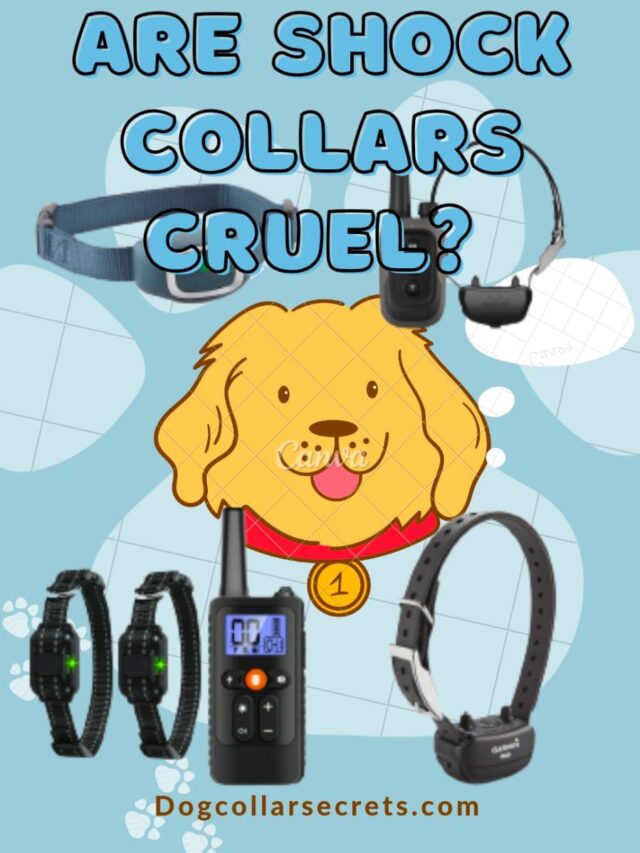 Are Shock Collars Cruel?