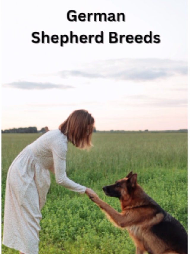 German Shepherd Breeds