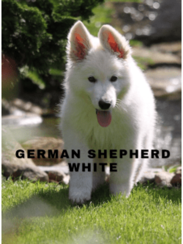 German Shepheerd White