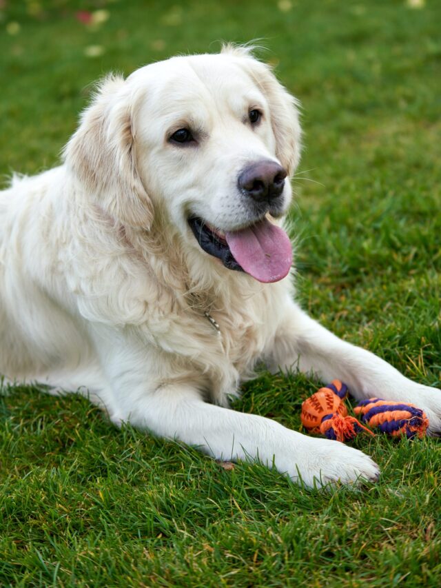 Best Toys for Golden Retrievers