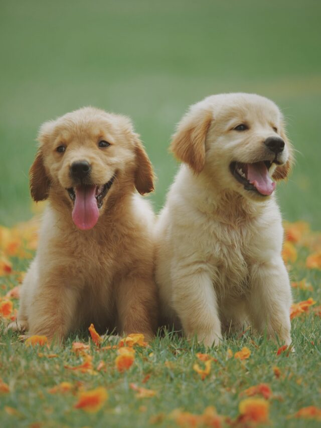 Golden Retriever Puppies