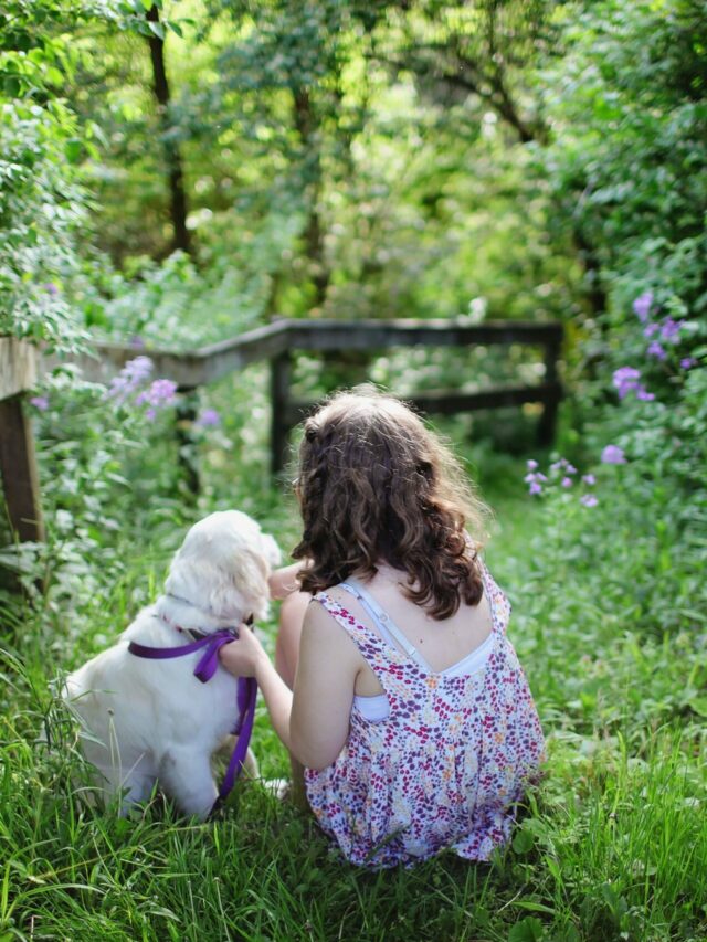 Labrador Retriever Puppies