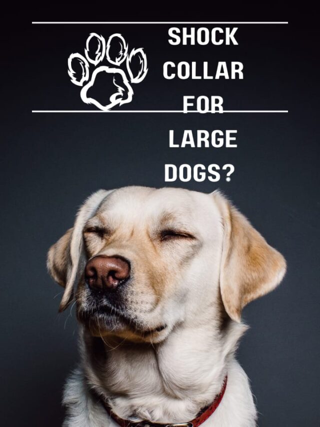 Shock Collar For Large Dogs?