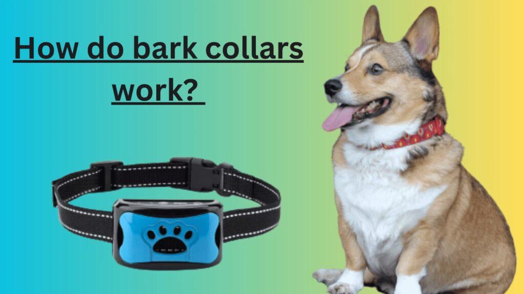 Do bark collars work on large dogs?