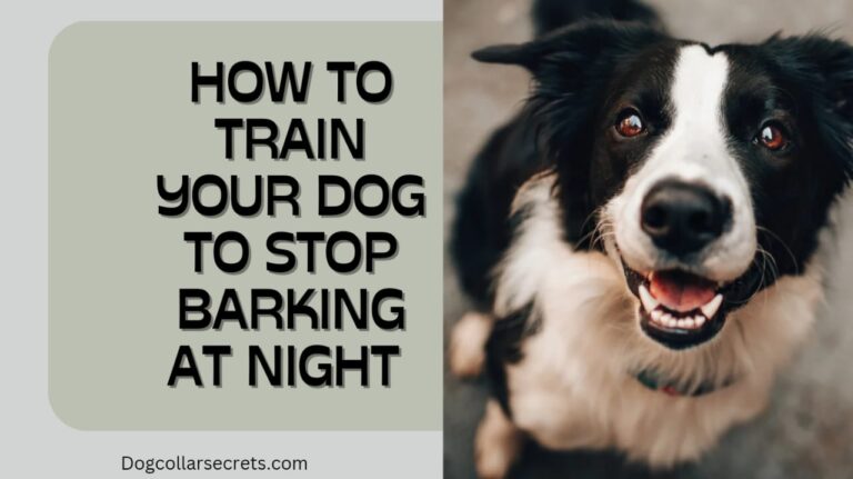 How to Train Your Dog to Stop Barking at Night?