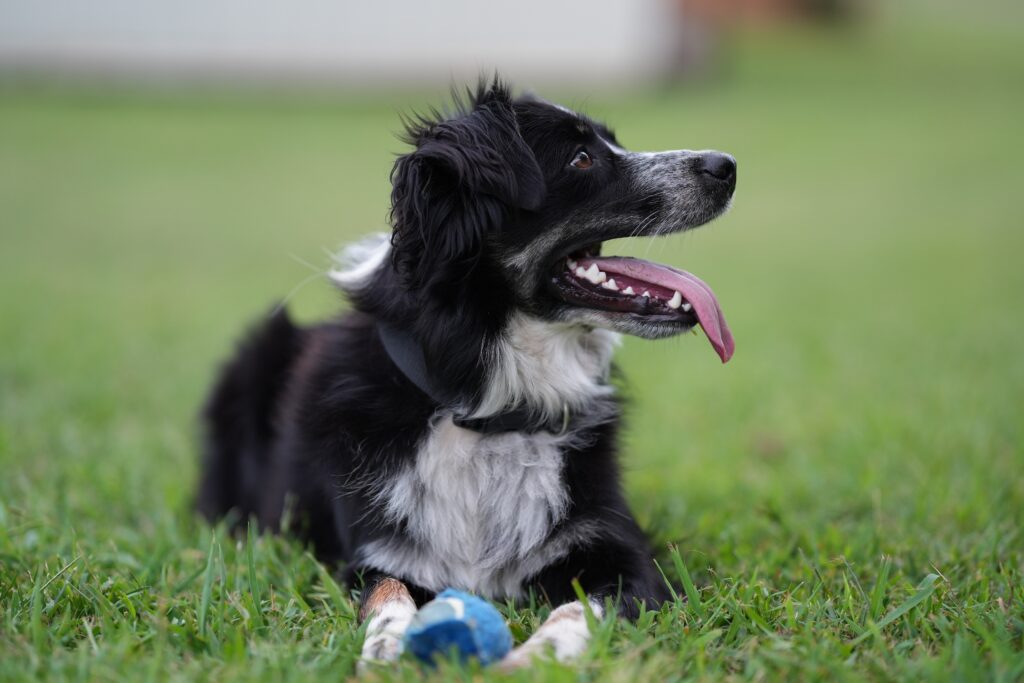 Are shock collars cruel?