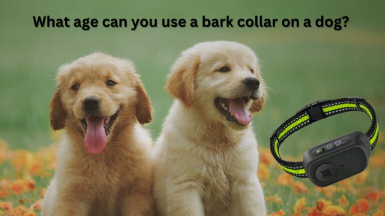 What age can you use a bark collar on a dog?