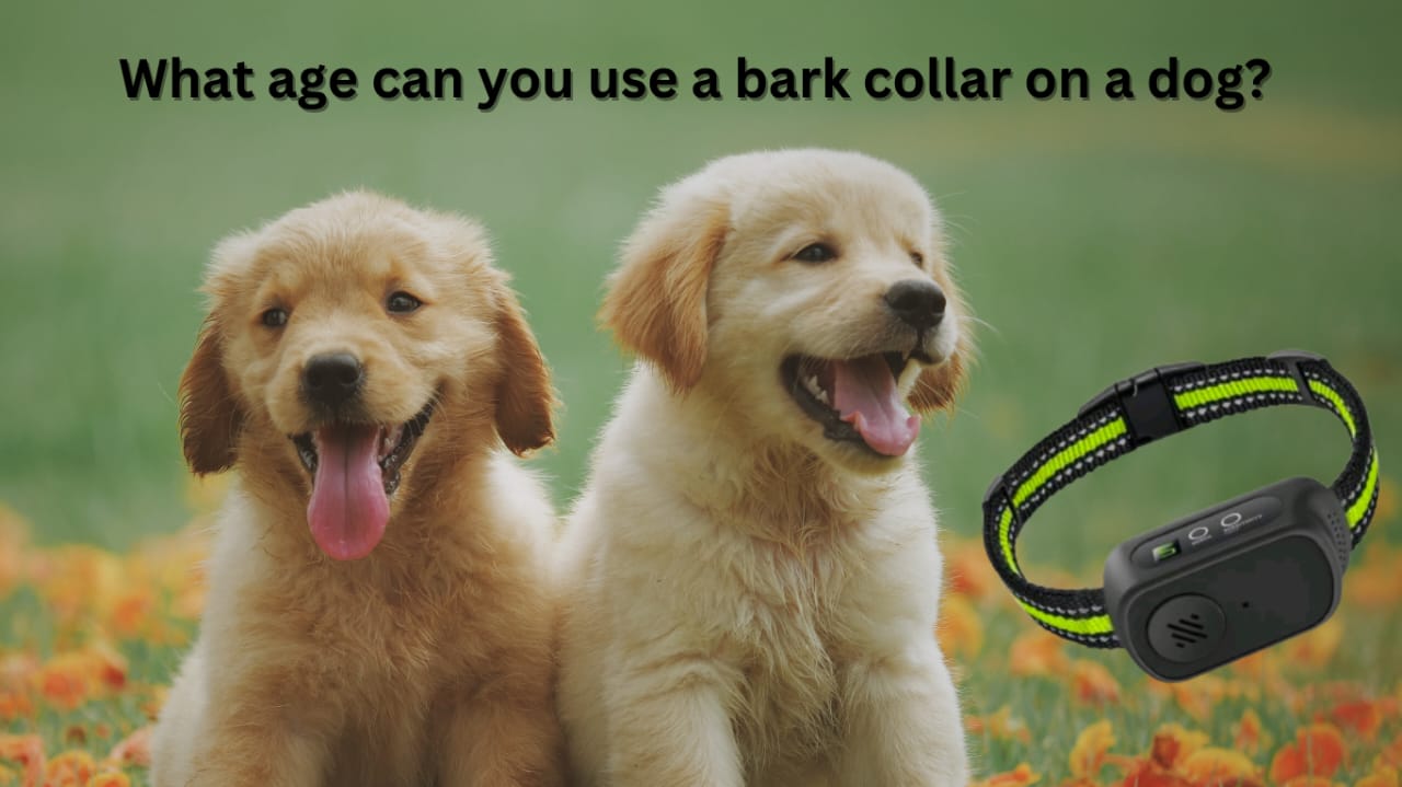 what age can you use a bark collar on a dog