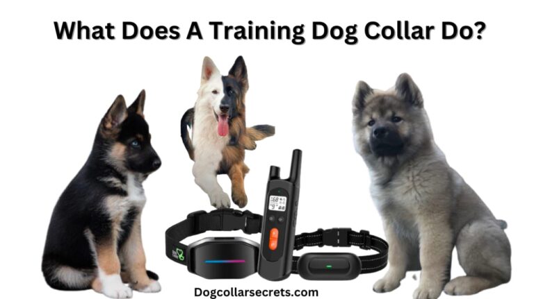 Dog Training Collars: What does a training dog collar do?