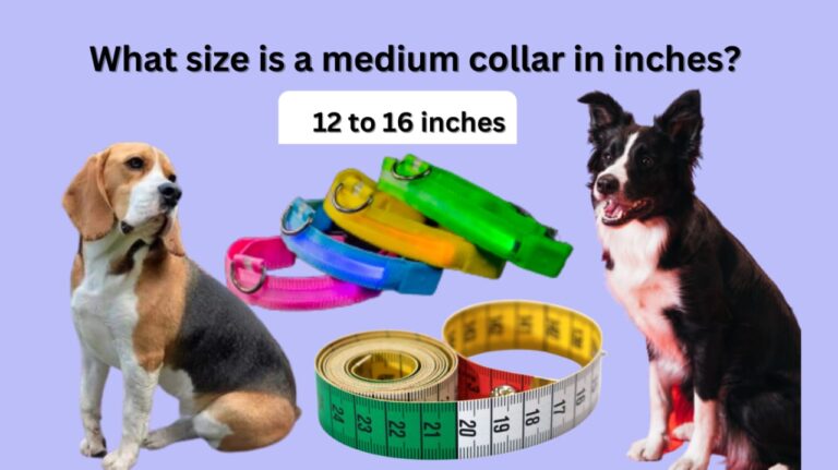 What size is a medium collar in inches?