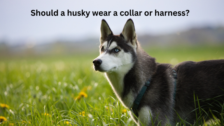 Should a husky wear a collar or harness?