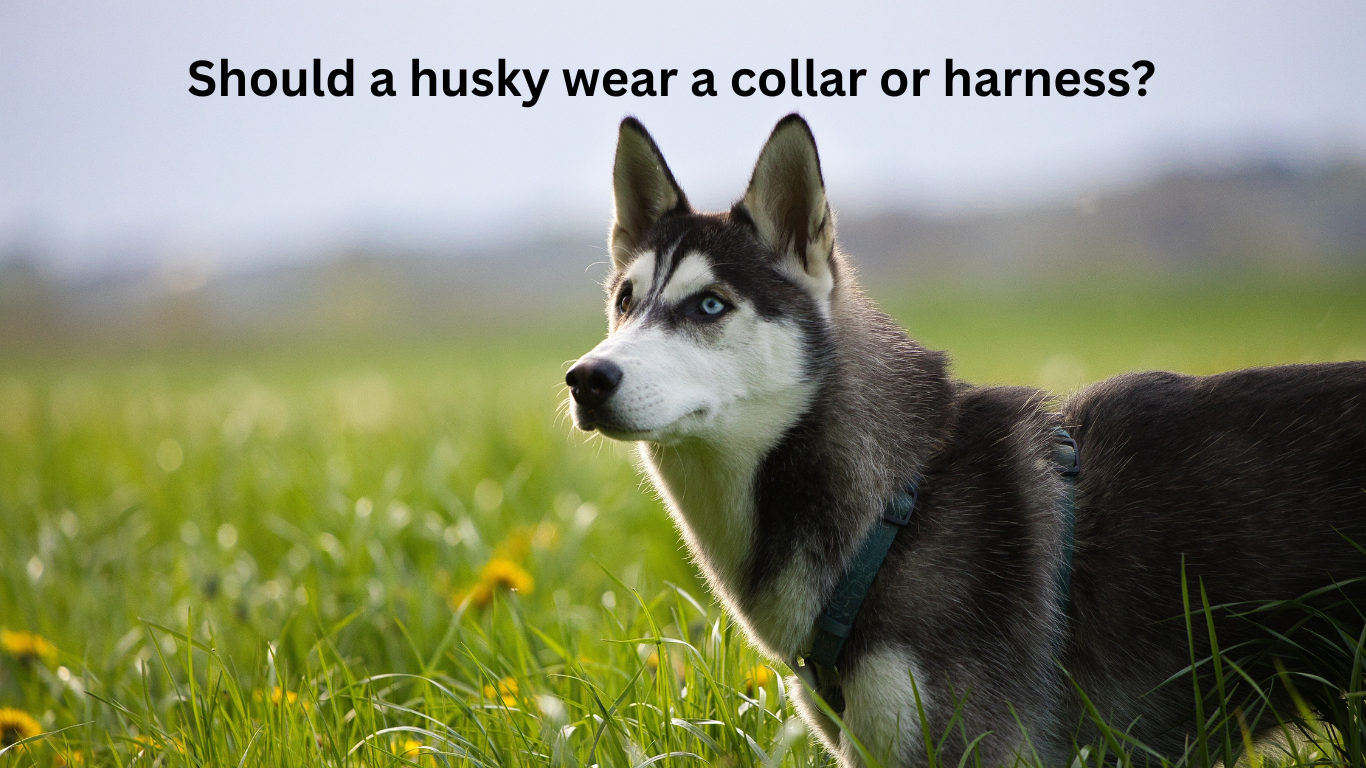 Should a husky wear a collar or harness