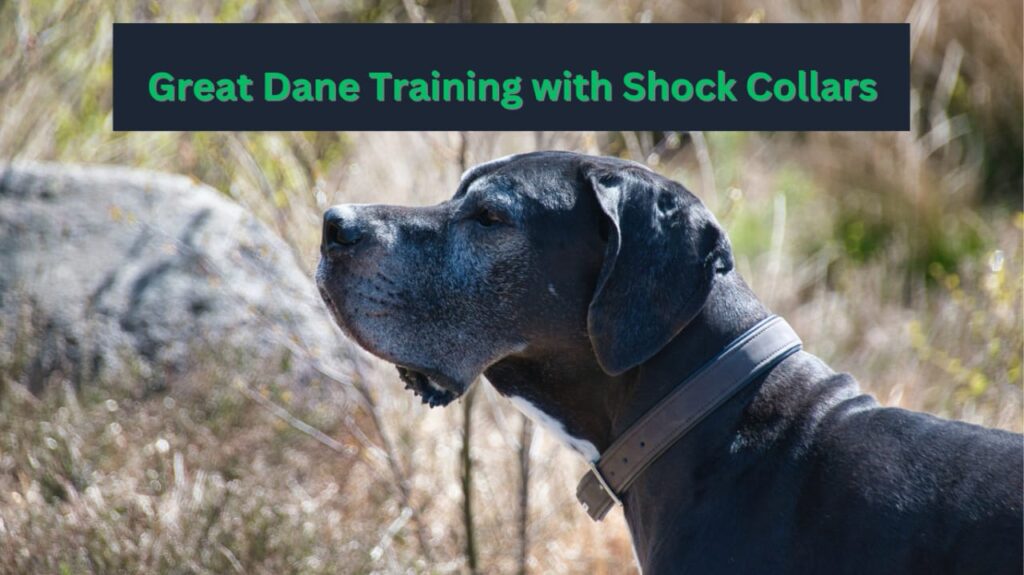 How to train a great dane with a shock collar?