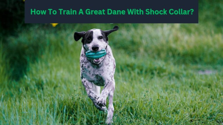 How to train a great dane with a shock collar?