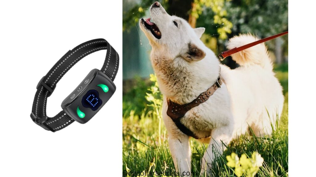 Can You Leave A Bark Collar On All Night?