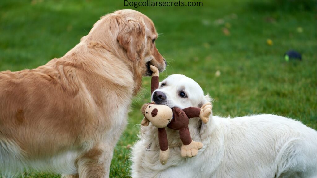 Can You Leave A Bark Collar On All Night?